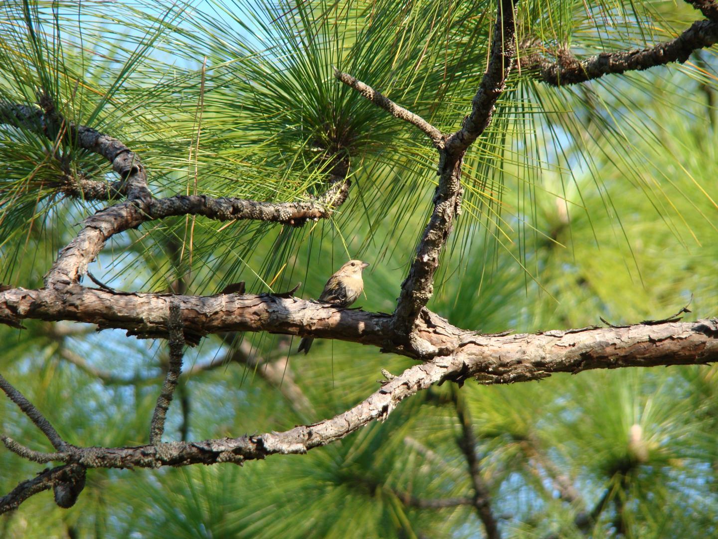 Bachman's Sparrow in Longleaf Pine