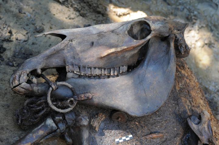 How Domestication Altered the Genome of Ancient Horses (5 of 24)