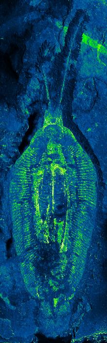 Nektognathus holotype EPMA carbon