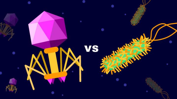 Bacteriophage vs. Bacterium
