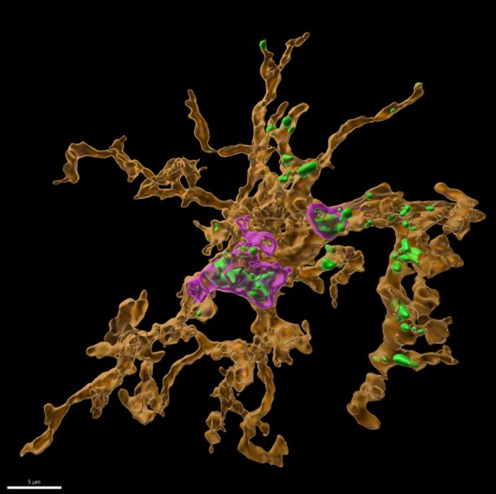 Microglia