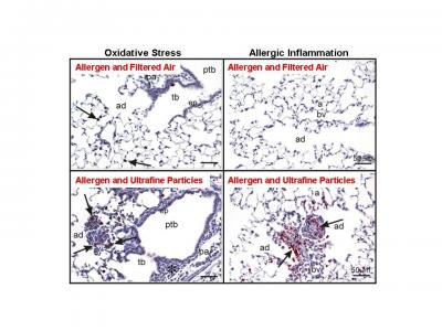 Air Pollutant