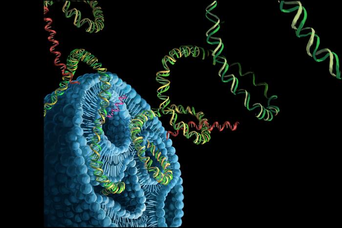 Gene Editing Reagents