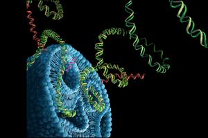 Gene Editing Reagents