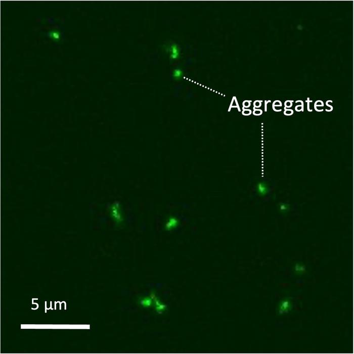 Fluorescence imaging of aggregated monomer in triolein
