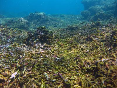Dead Reef