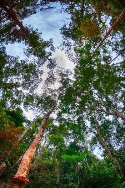 Intermediate Secondary Forest