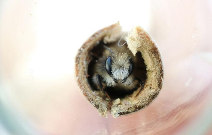 Bees and wasps: When warmth disturbs hibernation