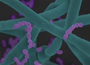Scanning electron microscope image: Bacteria of the species Enterococcus faecalis (p