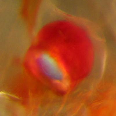 Krill Muscle