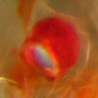 Krill Muscle