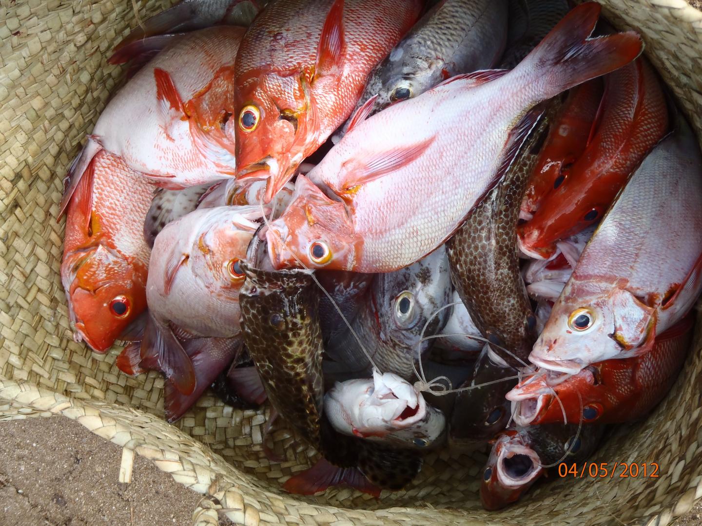 Fish Basket