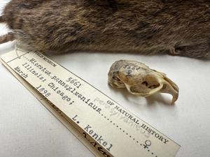 Vole skull