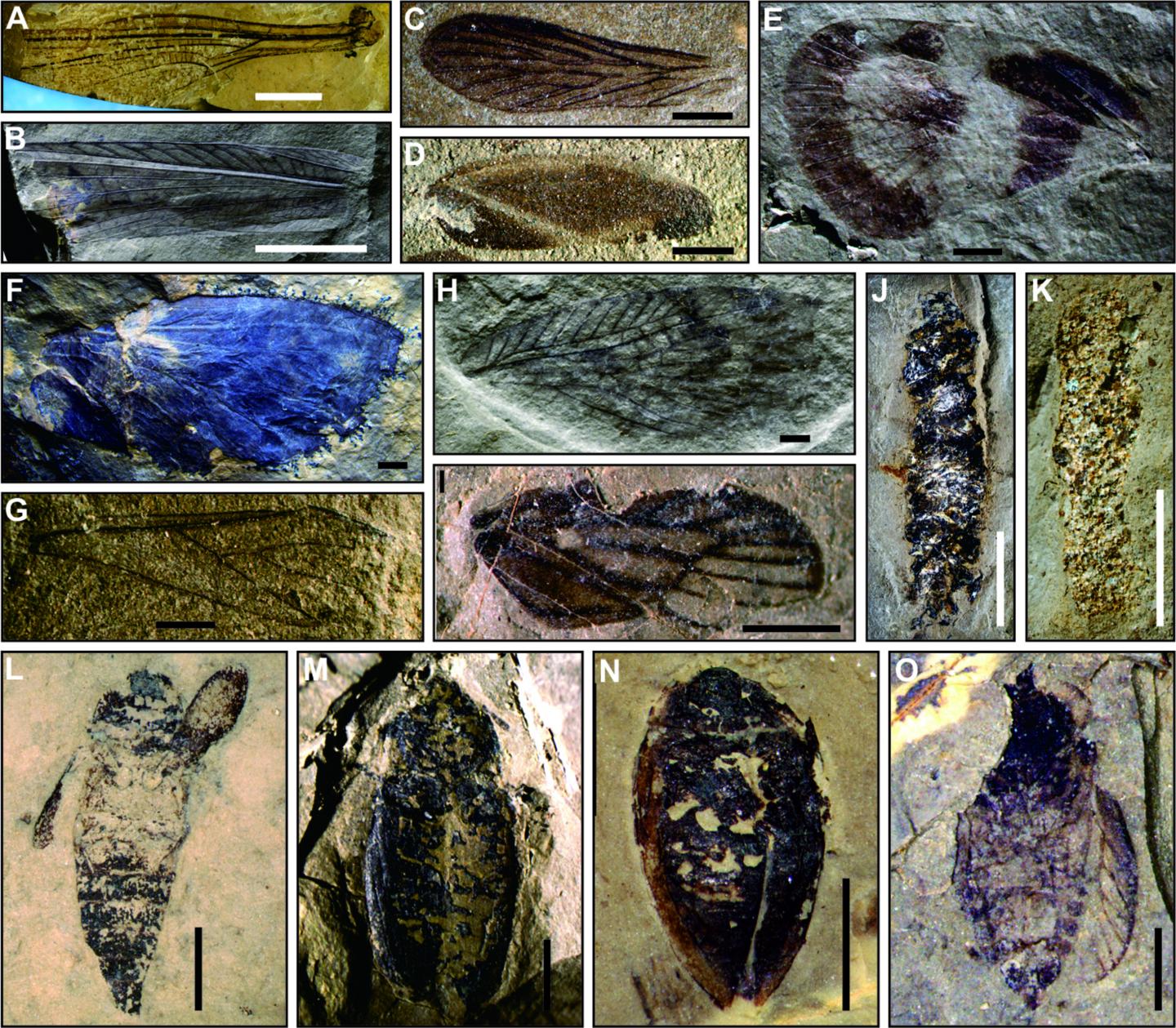 New Fossils Show Extraordinary Expansion of Insects During the Triassic (5 of 5)