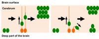 Schematic Illustrations