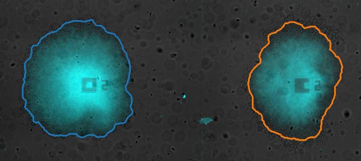 Distinct Bacterial Communities Share Nutrients for the Common Good