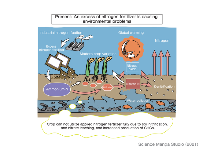 Present issues caused by excess use of nitrogen fertilizer