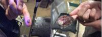 Red abalone side by side comparison