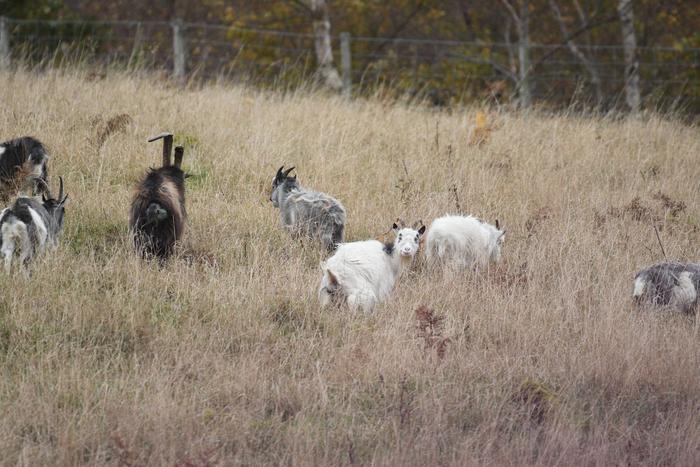 Cheviot goats