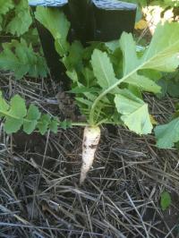 Radish Root