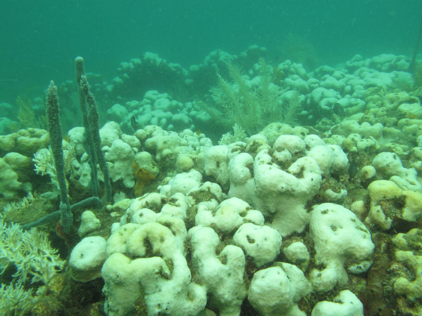 Bleached Coral