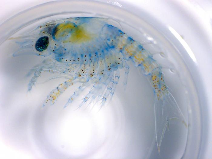 Lobster Larvae