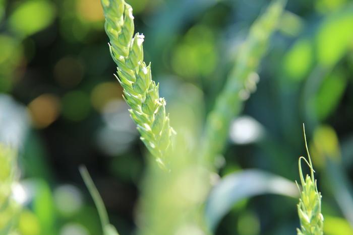 Winter Wheat