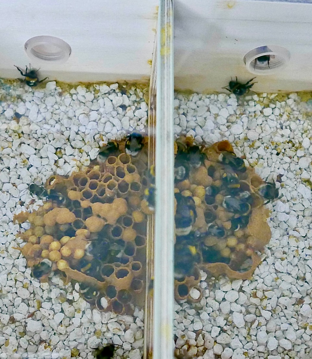 Bumblebee colony