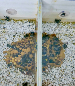 Bumblebee colony