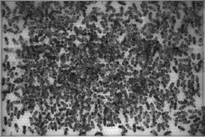 Shared genetic mechanisms underpin social life in bees and humans