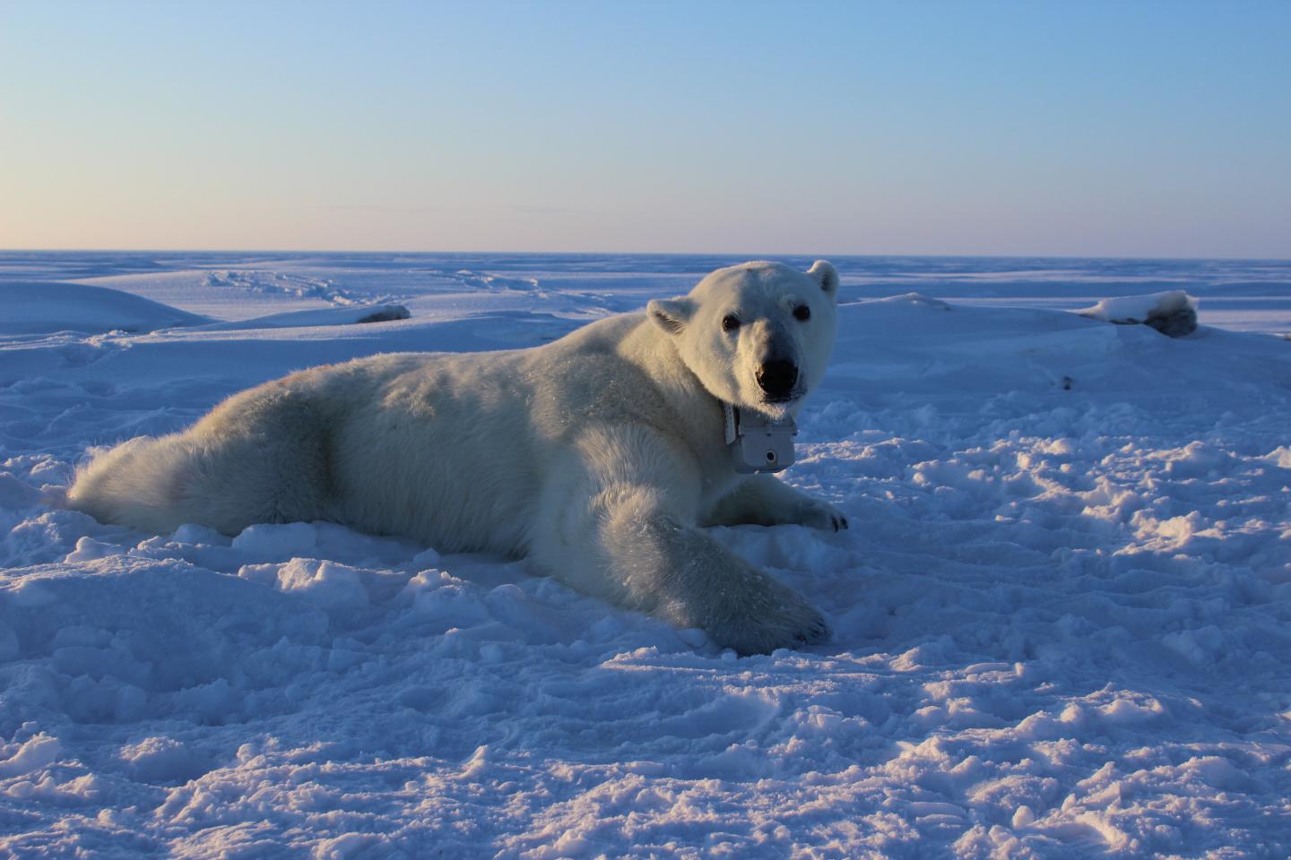 Polar Bear Collar