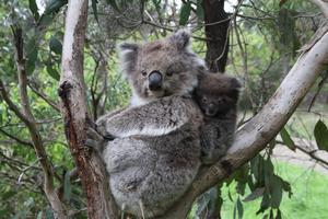 Koala and joey