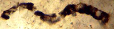 A Fossil Cellular Filament (<i>Primaevifilum amoenum</i>)