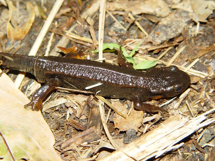 Current extinction rates haven’t reached the level of a “mass extinction,” so far