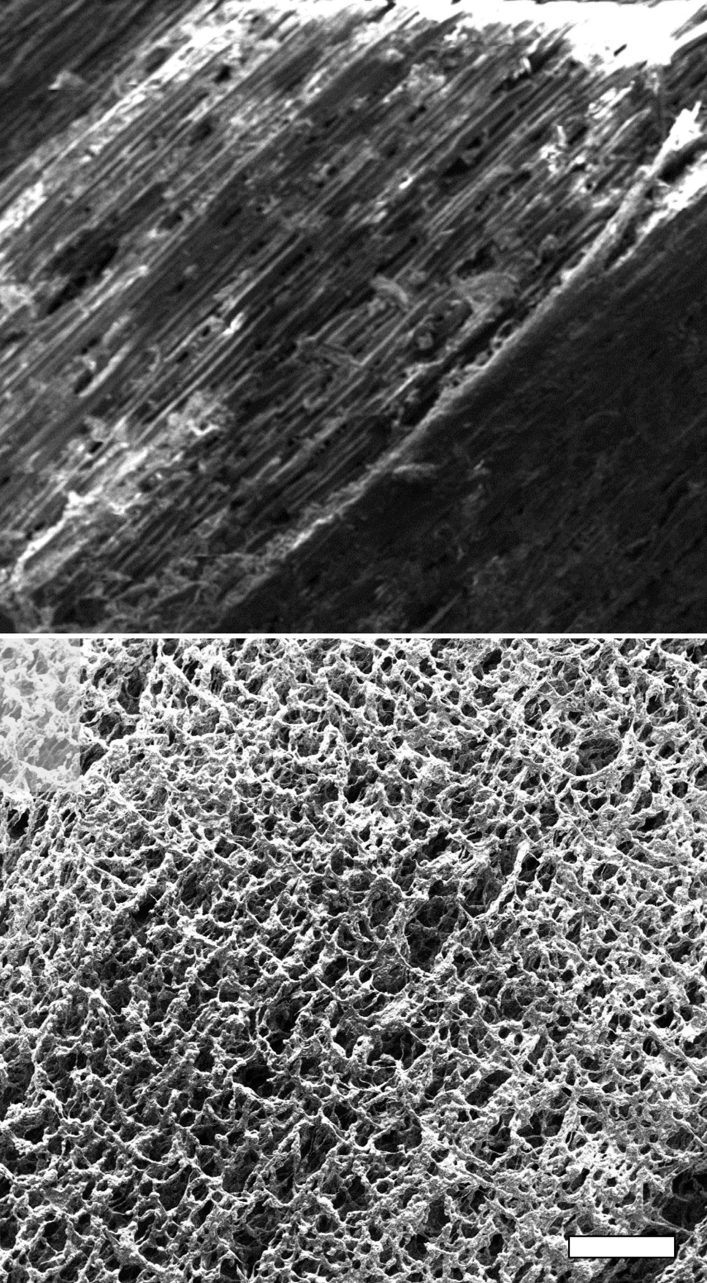 Graphene on Pine