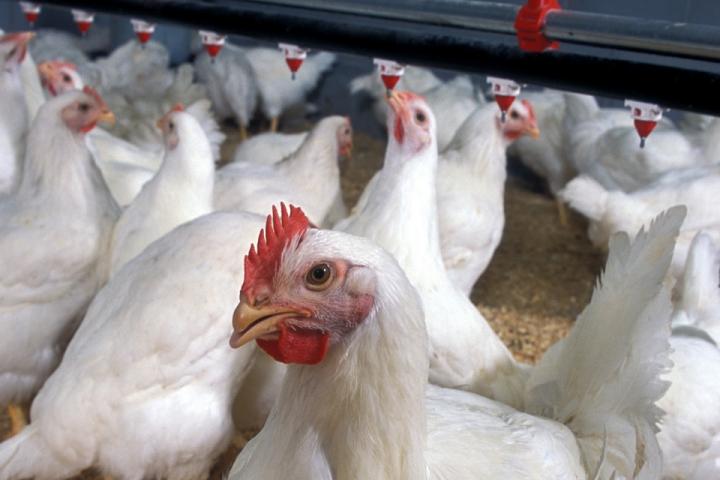 Broiler Chickens