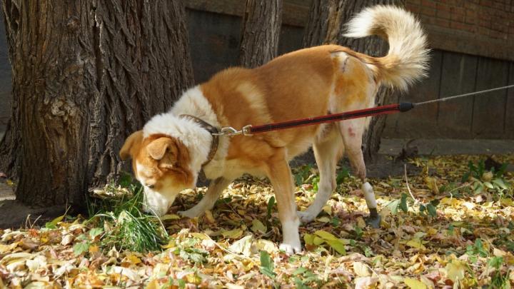 A Shelter Dog First Benefits An Innovative Leg Implant