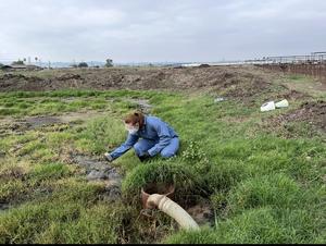 Dairy farms in California may transmit H5N1 virus through multiple sources