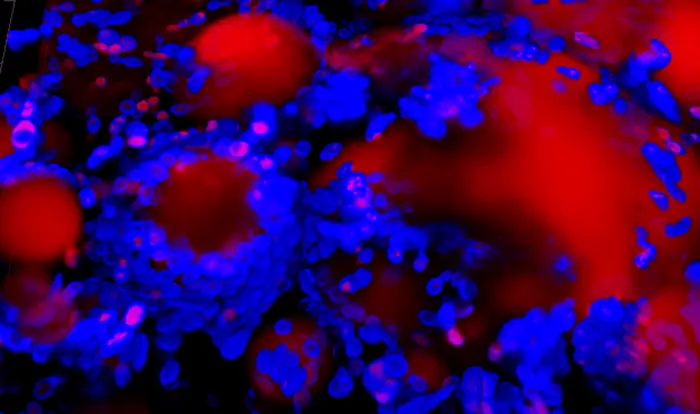 Yeast Uses Plastic Waste Oils to Make High-Value Chemicals