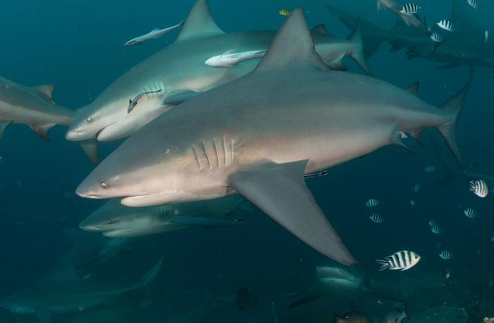 Two bull sharks parallel swimming