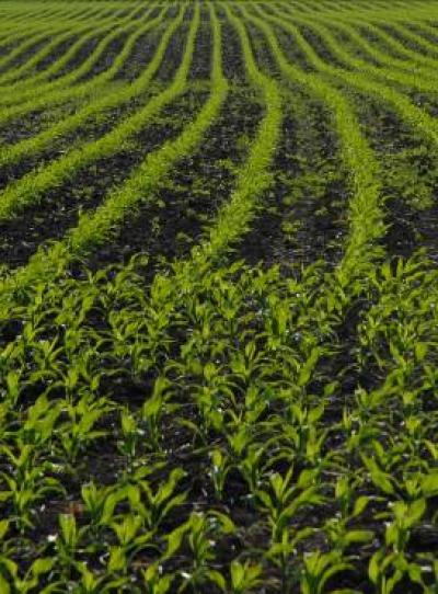Experts Agree: To Protect the Environment, Biofuel Standards are Needed