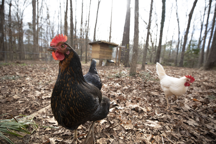 Backyard Chickens