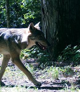 Big Bad Wolf