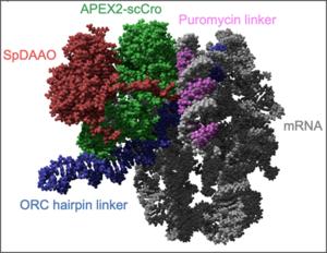 SMART single-molecule display model