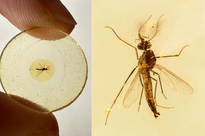 Dorsal view of male mosquito in amber (scale bar, 500 μm)