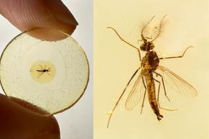 Dorsal view of male mosquito in amber (scale bar, 500 μm)