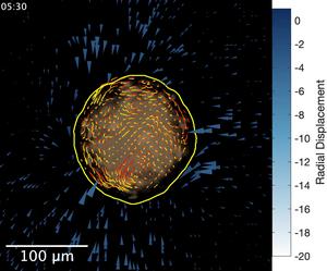 The forces of cell movement