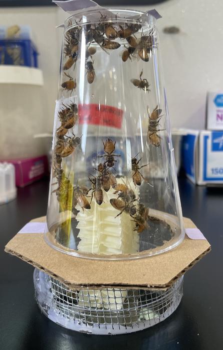 nanocolony of bees in lab