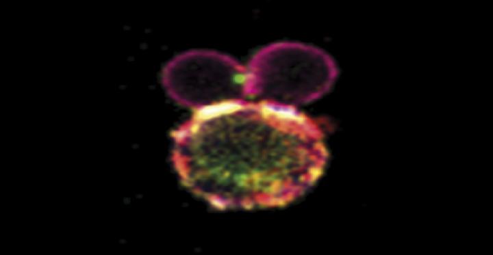 Adalimumab Promotes the Formation of Inflammation-Suppressing T Cells