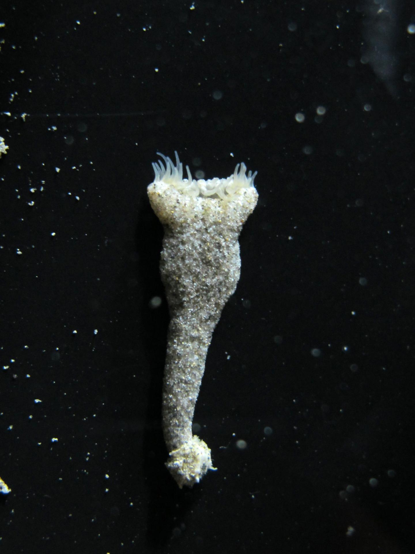 The New Solitary Zoantharian Species <i>Sphenopus exilis</i>